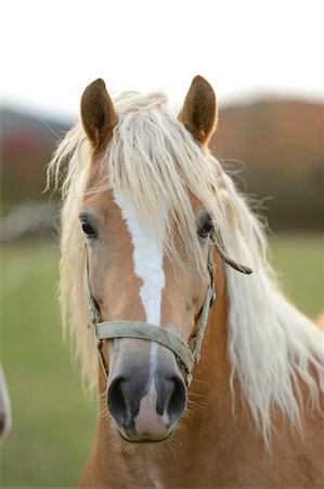 Close-Up of Haflinger Horse with Blond Mane Foto de stock - Con derechos protegidos, Código: 700-06505717