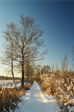 Tree-Lined Snow Covered Footpath in Winter at Sunrise, Schwenninger Moos Nature Reserve, Villingen-Schwenningen, Baden-Wuerttemberg, Germany Stock Photo - Rights-Managed, Code: 700-06505771