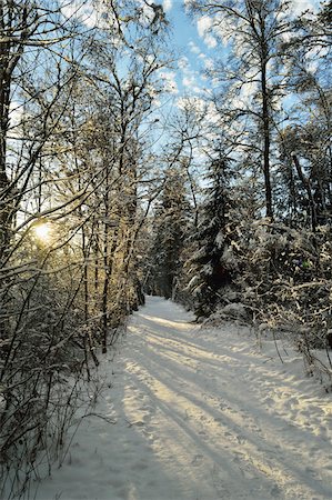 path through woods - Snow-Covered Footpath Through Forest with Sun Shining Through Trees in Winter, Schwenninger Moos Nature Reserve, Villingen-Schwenningen, Baden-Wuerttemberg, Germany Stock Photo - Rights-Managed, Code: 700-06505773
