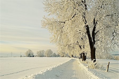 snowbank - Hoar Frost Beech Trees Lining Road Through Snow Covered Field in Winter, near Villingen-Schwenningen, Schwarzwald-Baar, Baden-Wuerttemberg, Germany Stock Photo - Rights-Managed, Code: 700-06505787