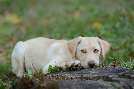 simsearch:700-06512681,k - Golden Labrador Retriever Puppy Lying on Ground near Tree Stump, Upper Palatinate, Bavaria, Germany Stock Photo - Rights-Managed, Code: 700-06505808