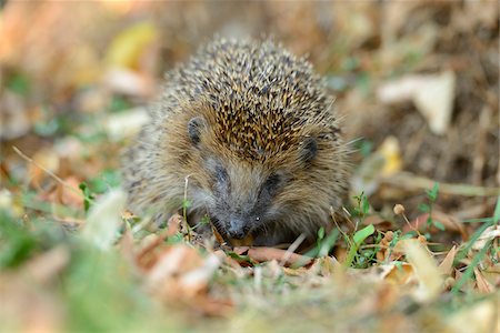 European Hedgehog (Erinaceus europaeus) Curled Up into a Ball Stock Photo - Rights-Managed, Code: 700-06512682