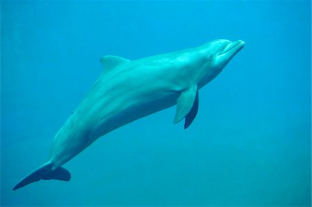 Side View of Common Bottlenose Dolphin (Tursiops truncatus) Swimming Underwater Stock Photo - Rights-Managed, Code: 700-06512705