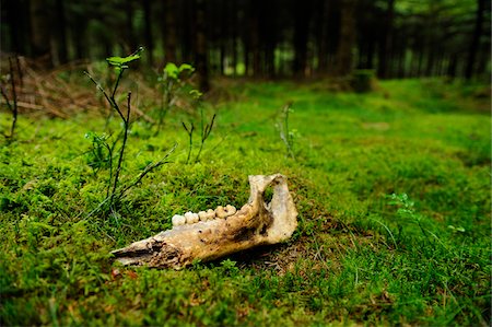 prey - Decaying Jaw Bone on Moss-Covered Forest Floor Stock Photo - Rights-Managed, Code: 700-06531719