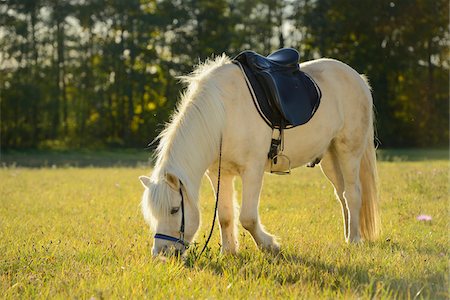 reins - Side View of White Icelandic Pony Wearing Blue Saddle Grazing in Field Stock Photo - Rights-Managed, Code: 700-06531712