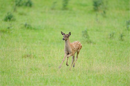 deer and fawn - Red Deer Fawn (Cervus elaphus) Running Through Field Stock Photo - Rights-Managed, Code: 700-06531720