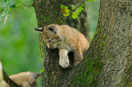 Eurasian Lynx Cub in Tree Foto de stock - Con derechos protegidos, Código: 700-06531804