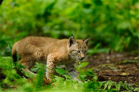 Young Eurasian Lynx Cub Walking in Forest Foto de stock - Con derechos protegidos, Código: 700-06531807
