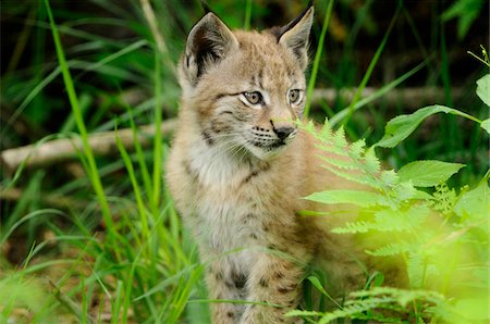 Young Eurasian Lynx Cub Sitting in Long Grass Fotografie stock - Rights-Managed, Codice: 700-06531809