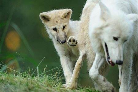 Arctic Wolf Pup with Adult Wolves Outdoors (Canis lupus arctos) Stock Photo - Rights-Managed, Code: 700-06531829