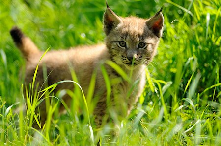 Eurasian Lynx Cub Standing in Long Grass Foto de stock - Con derechos protegidos, Código: 700-06531823