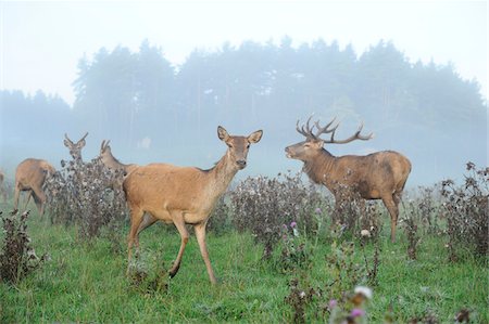 Red Deer (Cervus elaphusin) Meadow, Bavaria, Germany Fotografie stock - Rights-Managed, Codice: 700-06531852