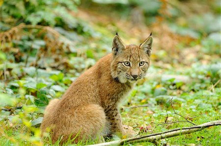 Portrait of Lynx, Wildpark Alte Fasanerie Hanau, Hessen, Germany Foto de stock - Con derechos protegidos, Código: 700-06531860