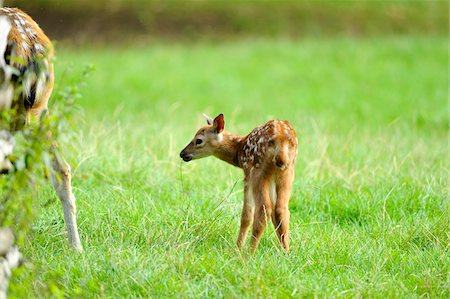 simsearch:700-03665635,k - Rear View of Sika Deer (Cervus nippon) Fawn Standing in Field near Mother Stock Photo - Rights-Managed, Code: 700-06531887