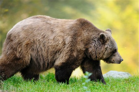 Side View of European Brown Bear (Ursus arctos arctos) Walking, Bavarian Forest National Park, Bavaria, Germany Foto de stock - Con derechos protegidos, Código: 700-06531882