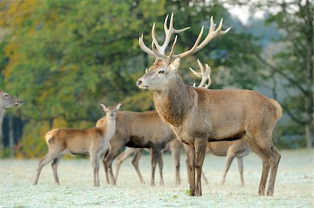 Herd of Red Deer (Cervus elaphus) with Stag in Front Standing in Frost Covered Field, Bavaria, Germany Photographie de stock - Rights-Managed, Code: 700-06531899