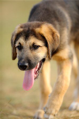 dog heads close up - Close-Up of Mixed Breed Puppy Panting Stock Photo - Rights-Managed, Code: 700-06531891