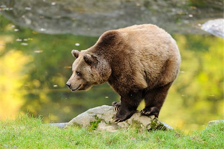 Eurasian Brown Bear (Ursus arctos arctos) Standing on Rock by Lake, Bavarian Forest National Park, Bavaria, Germany Stock Photo - Rights-Managed, Code: 700-06553540