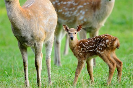 deer and fawn - Sika Deer Family in Grass Stock Photo - Rights-Managed, Code: 700-06570958