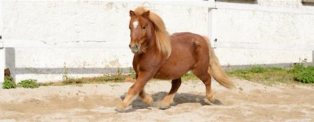 running horses - Panoramic Side View of Brown Mini Shetland Pony Trotting, Bavaria, Germany Stock Photo - Rights-Managed, Code: 700-06571001