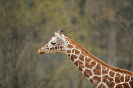Close-Up of Reticulated giraffe or Somali giraffe (Giraffa camelopardalis reticulata) in a Zoo Stock Photo - Rights-Managed, Code: 700-06626867