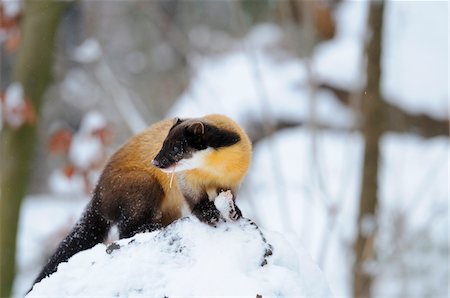Captive yellow-throated marten (Martes flavigula) eating mouse in the forest in winter Stock Photo - Rights-Managed, Code: 700-06626862