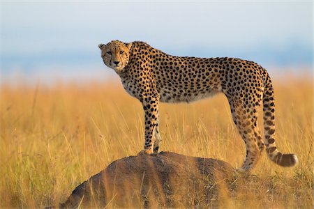 simsearch:700-03665635,k - Side View of cheetah (Acinonyx jubatus) adult searching for prey from atop termite mound, Maasai Mara National Reserve, Kenya, Africa. Stock Photo - Rights-Managed, Code: 700-06645578