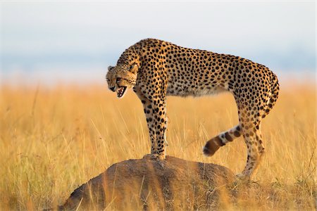 Snarling cheetah (Acynonix jubatus) adult standing on termite mound and showing teeth, Maasai Mara National Reserve, Kenya, Africa. Stock Photo - Rights-Managed, Code: 700-06645588