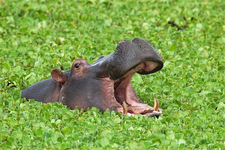 swimming (animals) - Close-up of a hippopotamus (Hippopotamus amphibus) in a savanna waterhole with its mouth open in threat display, Maasai Mara National Reserve, Kenya, Africa. Stock Photo - Rights-Managed, Code: 700-06645592