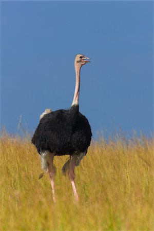 Rear view of male masai ostrich (Struthio camelus massaicus) in the grasslands of the Masai Mara National Reserve, Kenya, East Africa. Photographie de stock - Rights-Managed, Code: 700-06645862