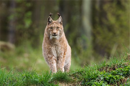 Eurasian lynx (Lynx lynx), Bavarian Forest National Park, Germany Stock Photo - Rights-Managed, Code: 700-06674894