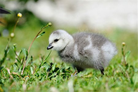 Barnacle Goose (Branta leucopsis) chick in a meadow, Bavaria, Germany Stock Photo - Rights-Managed, Code: 700-06674938