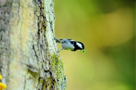 Coal Tit (Periparus ater) perched on side of tree with leaf in mouth, Bavaria, Germany Stock Photo - Rights-Managed, Code: 700-06674943