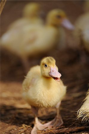 simsearch:700-08102955,k - Muscovy Duck (Cairina moschata) chicks walking around, Bavaria, Germany Stock Photo - Rights-Managed, Code: 700-06674954