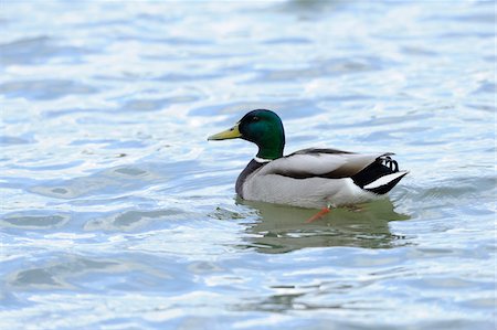 Male Mallard or Wild Duck (Anas platyrhynchos) swimming in the water,  Bavaria, Germany Stock Photo - Rights-Managed, Code: 700-06674953