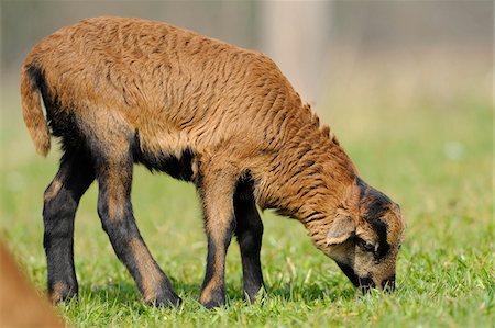 Cameroon sheep lamb on a meadow, Bavaria, Germany Stock Photo - Rights-Managed, Code: 700-06674966