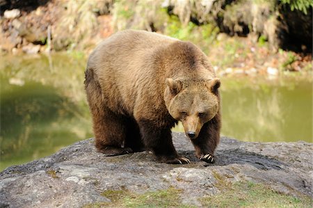 Eurasian brown bear (Ursus arctos arctos) on rock by water, Bavarian Forest, Germany Foto de stock - Con derechos protegidos, Código: 700-06674960