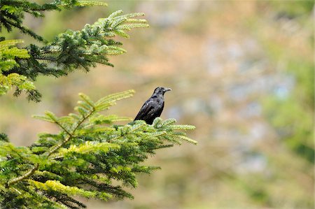 forest habitat - Carrion Crow (Corvus corone) perched on a tree branch, Bavaria, Germany Stock Photo - Rights-Managed, Code: 700-06674961