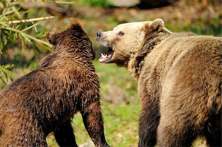 Eurasian brown bear (Ursus arctos arctos) mother with her youngster in the Bavarian Forest, Germany Stock Photo - Rights-Managed, Code: 700-06674962