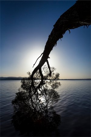 Silhouette od Tree Bending Towards Water, Mallacoota, Victoria, Australia Stock Photo - Rights-Managed, Code: 700-06675116