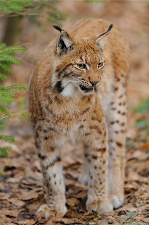 Eurasian lynx (Lynx lynx carpathicus) in the forest, Bavaria, Germany Stock Photo - Rights-Managed, Code: 700-06671799