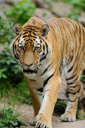 Siberian tiger (Panthera tigris altaica) walking towards camera, in a Zoo, Germany Photographie de stock - Rights-Managed, Code: 700-06671805