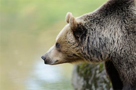 Close-Up profile of Eurasian brown bear (Ursus arctos arctos) in the Bavarian Forest, Bavaria, Germany Foto de stock - Con derechos protegidos, Código: 700-06671801