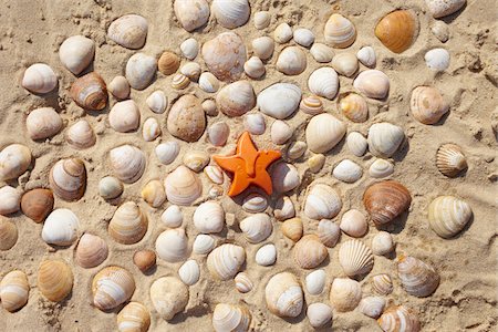 seashell - collection of shells decorated on the beach with a sand mold, Arcachon, Gironde, Aquitaine, France Stock Photo - Rights-Managed, Code: 700-06701760