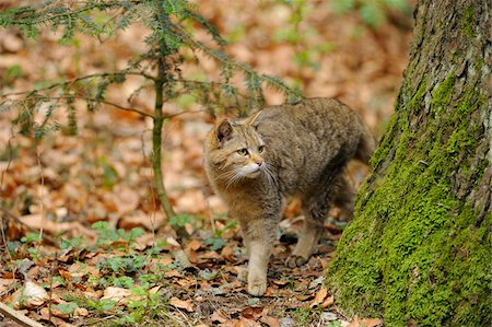 European wildcat (Felis silvestris silvestris) in the Bavarian forest, Germany Stock Photo - Rights-Managed, Code: 700-06714032