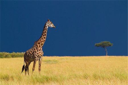 spotted (pattern) - Masai giraffe (Giraffa camelopardalis tippelskirchi) in savanna just before rainstorm, Masai Mara National Reserve, Kenya, Africa Photographie de stock - Rights-Managed, Code: 700-06713968