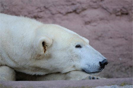 Close-Up of of a Polar bear (Ursus maritimus) Lying Down in a Zoo, Germany Stock Photo - Rights-Managed, Code: 700-06713993