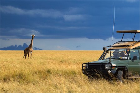 safaring - Masai giraffe (Giraffa camelopardalis tippelskirchi) and safari jeep in the Maasai Mara National Reserve, Kenya, Africa. Stock Photo - Rights-Managed, Code: 700-06732534