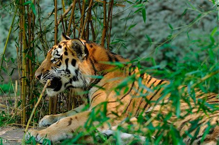 endangered animal - Siberian tiger (Panthera tigris altaica) in a Zoo, Germany Stock Photo - Rights-Managed, Code: 700-06752073