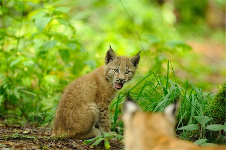 Eurasian lynx (Lynx lynx) cub in the forest, Hesse, Germany Stock Photo - Rights-Managed, Code: 700-06752147